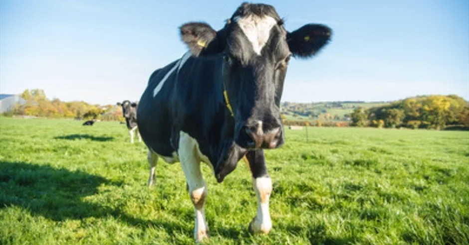 Farm to Fridge Day at Yeo Valley