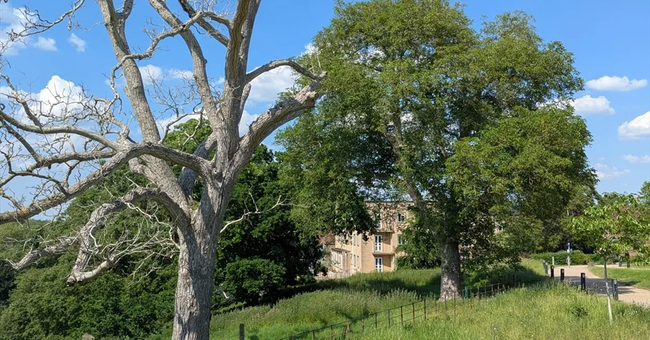 The Trees of Newton Park at Bath Spa University at Bath