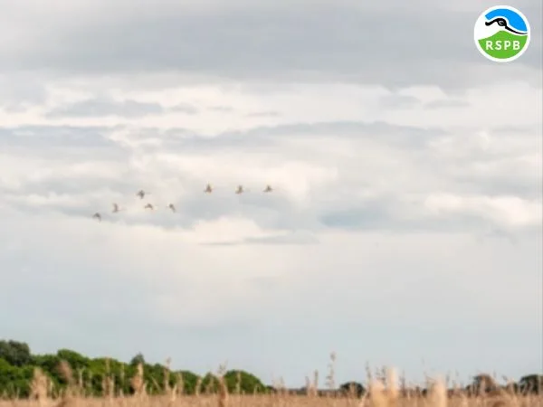 RSPB River and Reedbed Ramble from Snape Quay at Snape Maltings