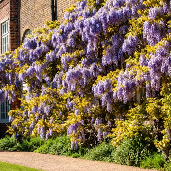 Wisteria pruning workshop at Fulham Palace at Fulham Palace