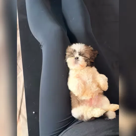 Puppy yoga at Barefoot Yoga