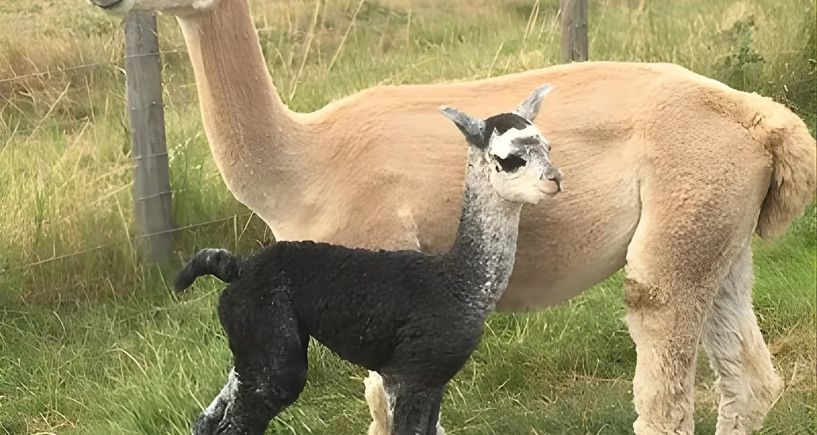 2-Hour Alpaca Farm Experience in Kenilworth at Faerie Tale Farm Alpacas