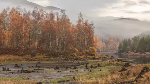 Scotland's Ancient Caledonian Forest - Mentoring Workshop with Brad Carr & Murray Livingston at Struy