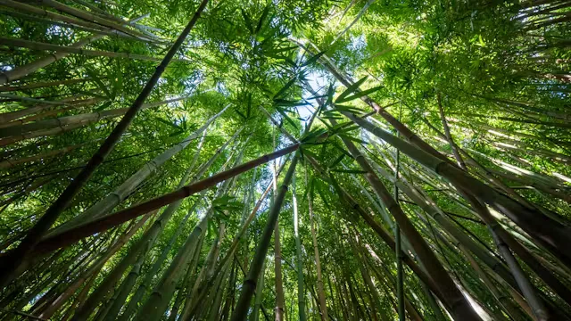Creative Canopy - Presented by Forest Fusion, Family Retreat