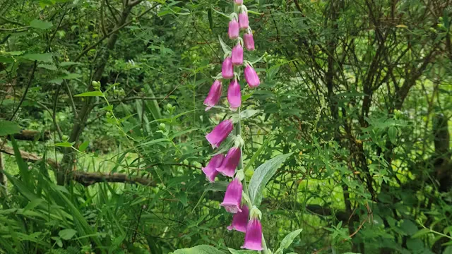 Woodland Open Art Exhibition at Whittle Dene