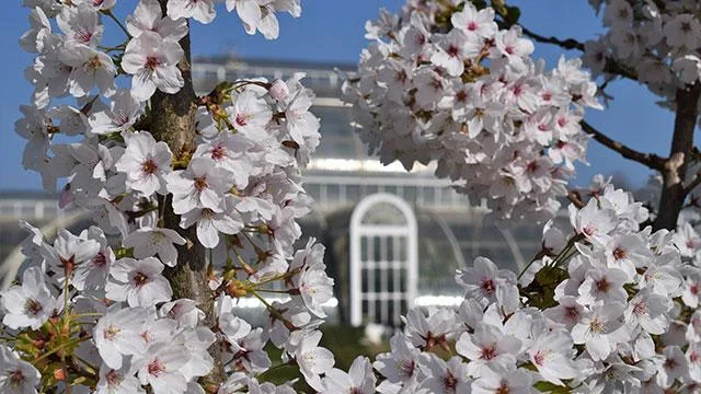 Mother’s Day London 2027| Activities and Things to Do at Various venues