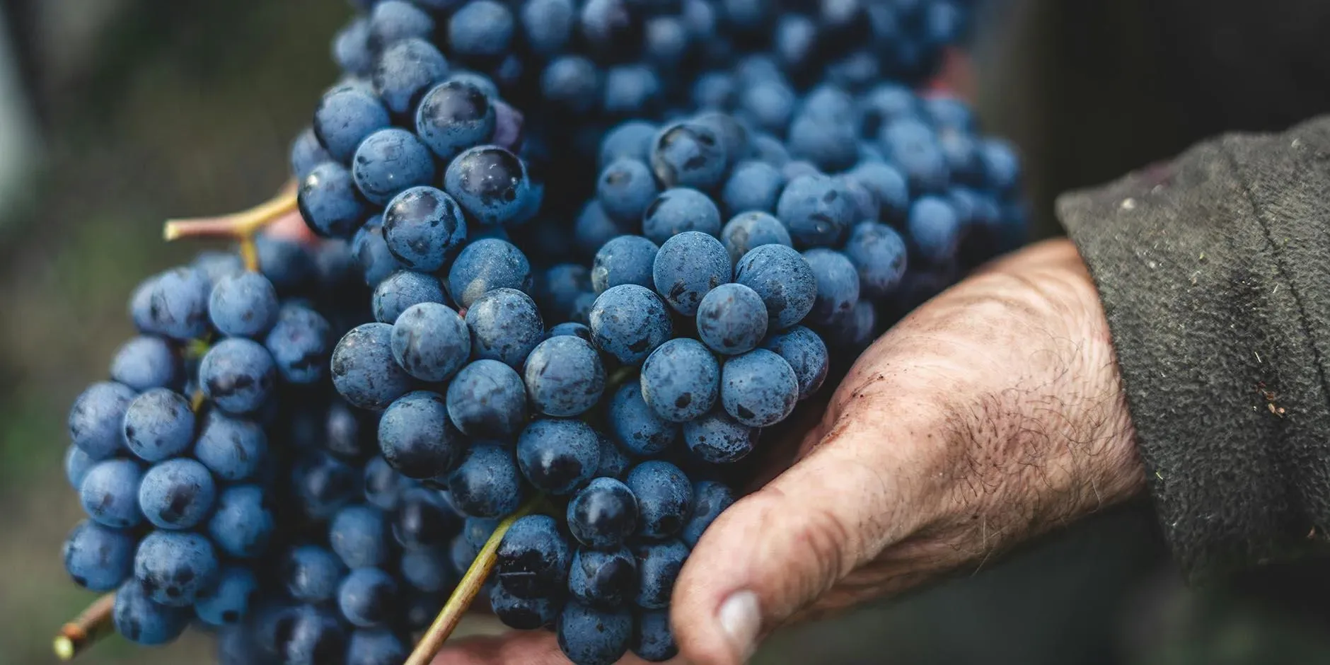 The Land, the People, the Wine: Through the Tasting Glass at Theatre of Wine