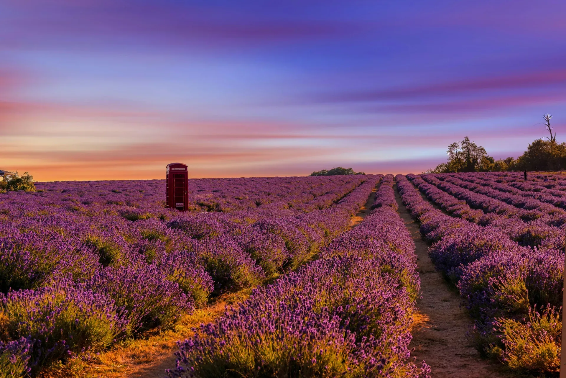 Lavender Fields: Provence and Vaucluse at Theatre of Wine - Blackheath