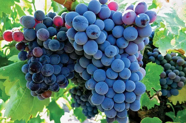 Under the Grape Skin - Syrah & Grenache at The Guildford Institute