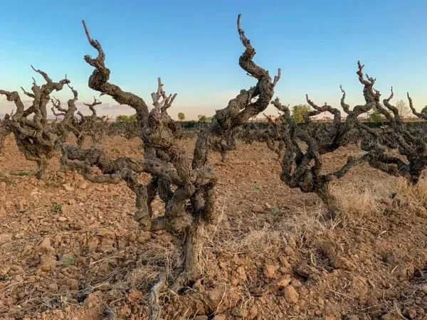 Italian Old Vine Masterclass at The Unthank Arms