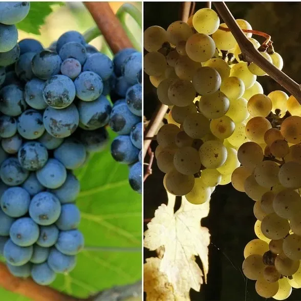 An Introduction to Wine Tasting at Maldron City Centre