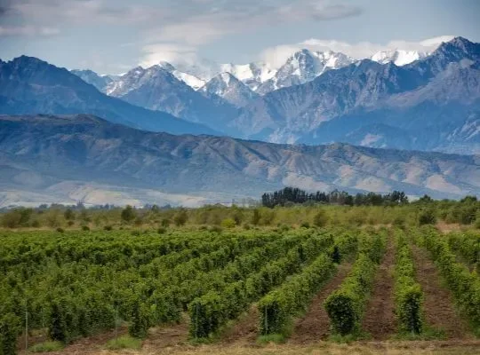 Saturday Discover Wine Experience: The Americas at Hotel du Vin Tunbridge Wells