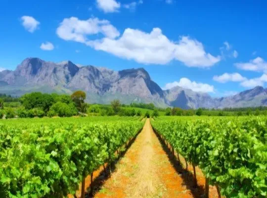 Saturday: South Africa at Hotel du Vin