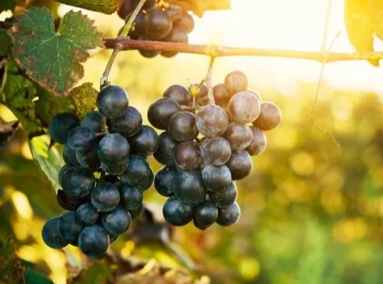 Discover Chile and Argentina at King Street Brew House