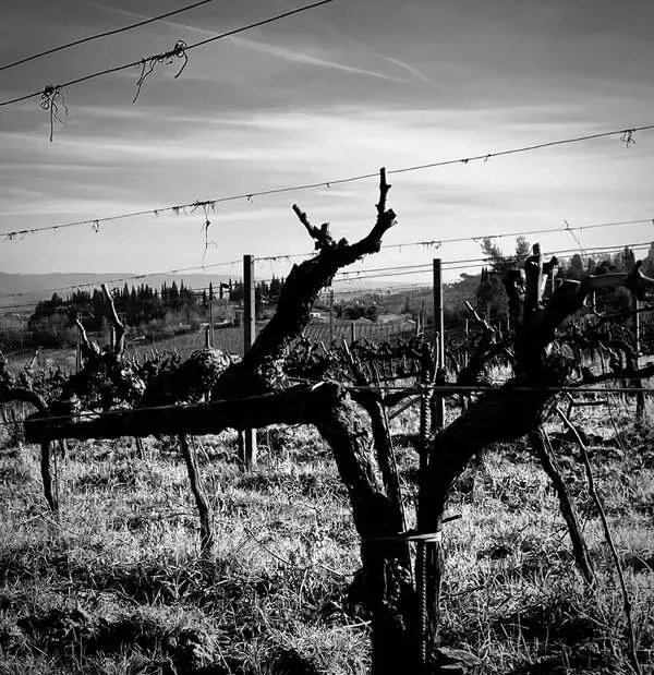 The joy of 'Old Vine' wines at The Strand, Cheltenham