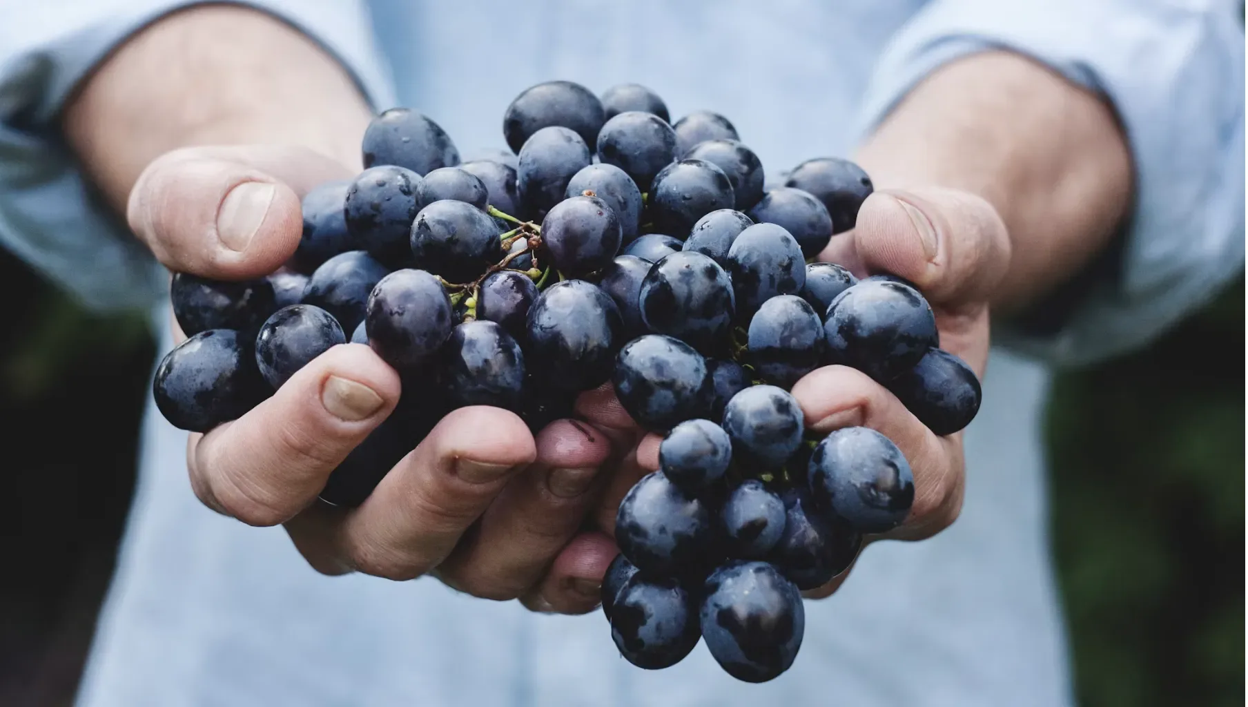 Wine 101: Eight Grapes to Explain Wine at Theatre of Wine
