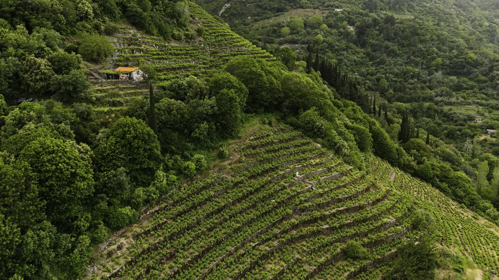 A Grape Odyssey: Greece's Lesser Known Wines