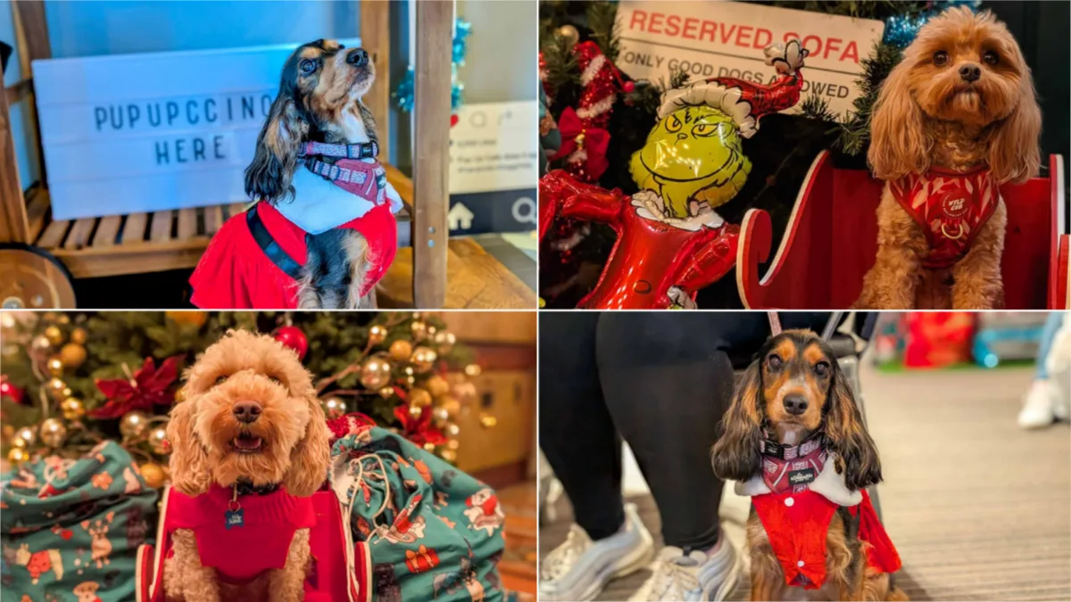 Cambridge - Dashing Spaniel & Doodle Christmas Tour 🎄
