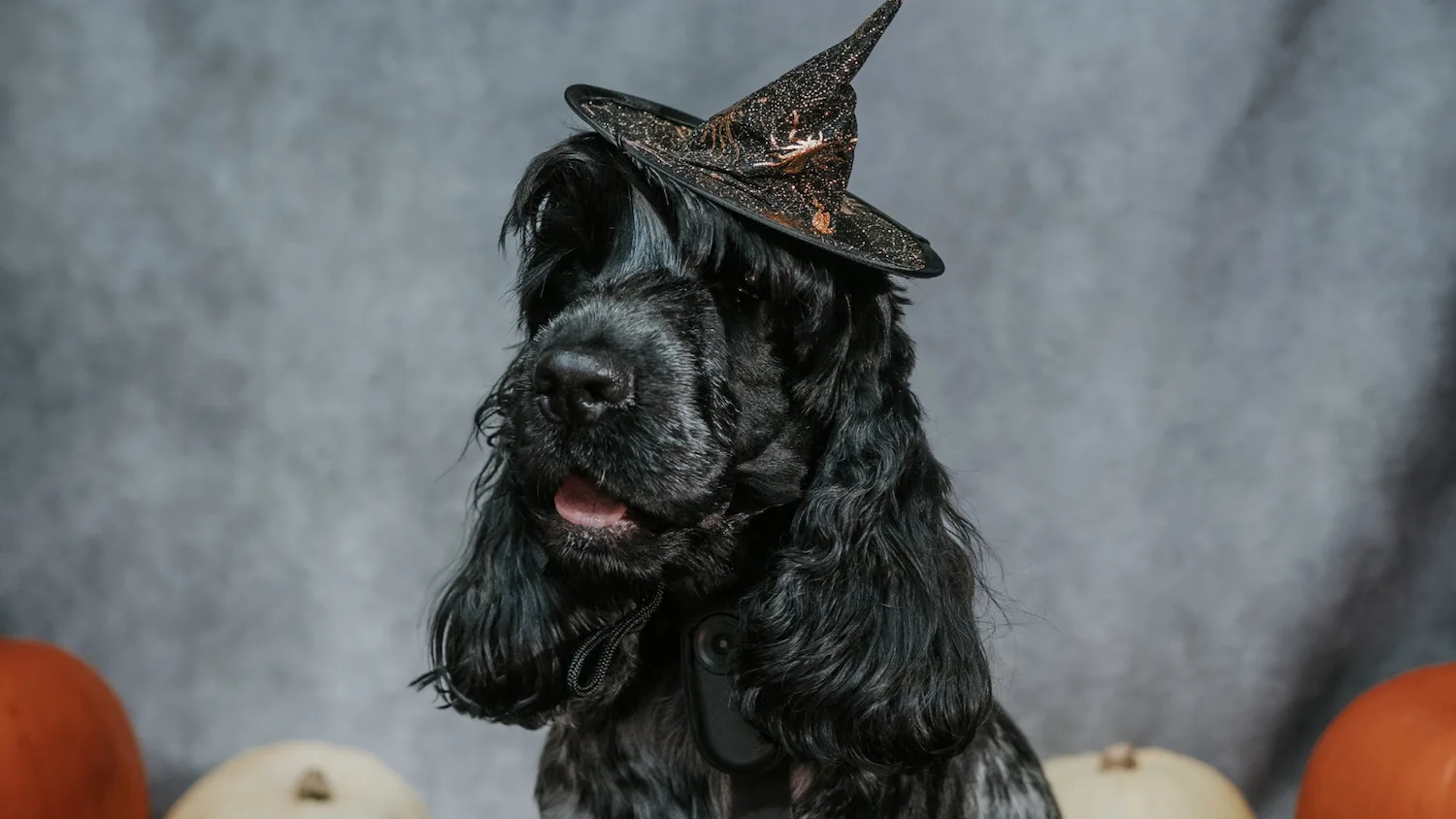 Pints & Pooches | Halloween Special at Wylam Brewery