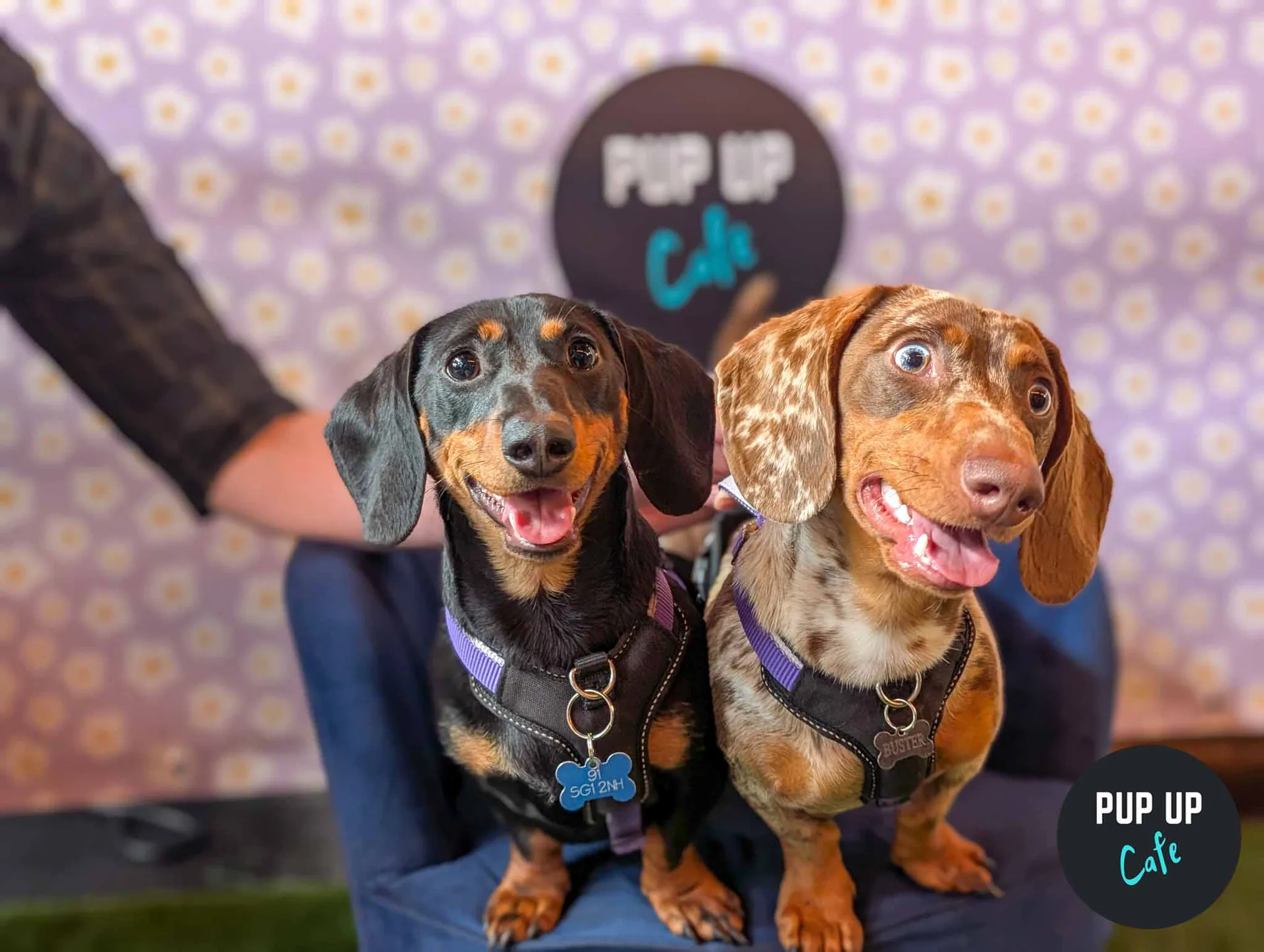Leeds - Dachshund Pup Up Cafe ☀️ at Revolución de Cuba Leeds