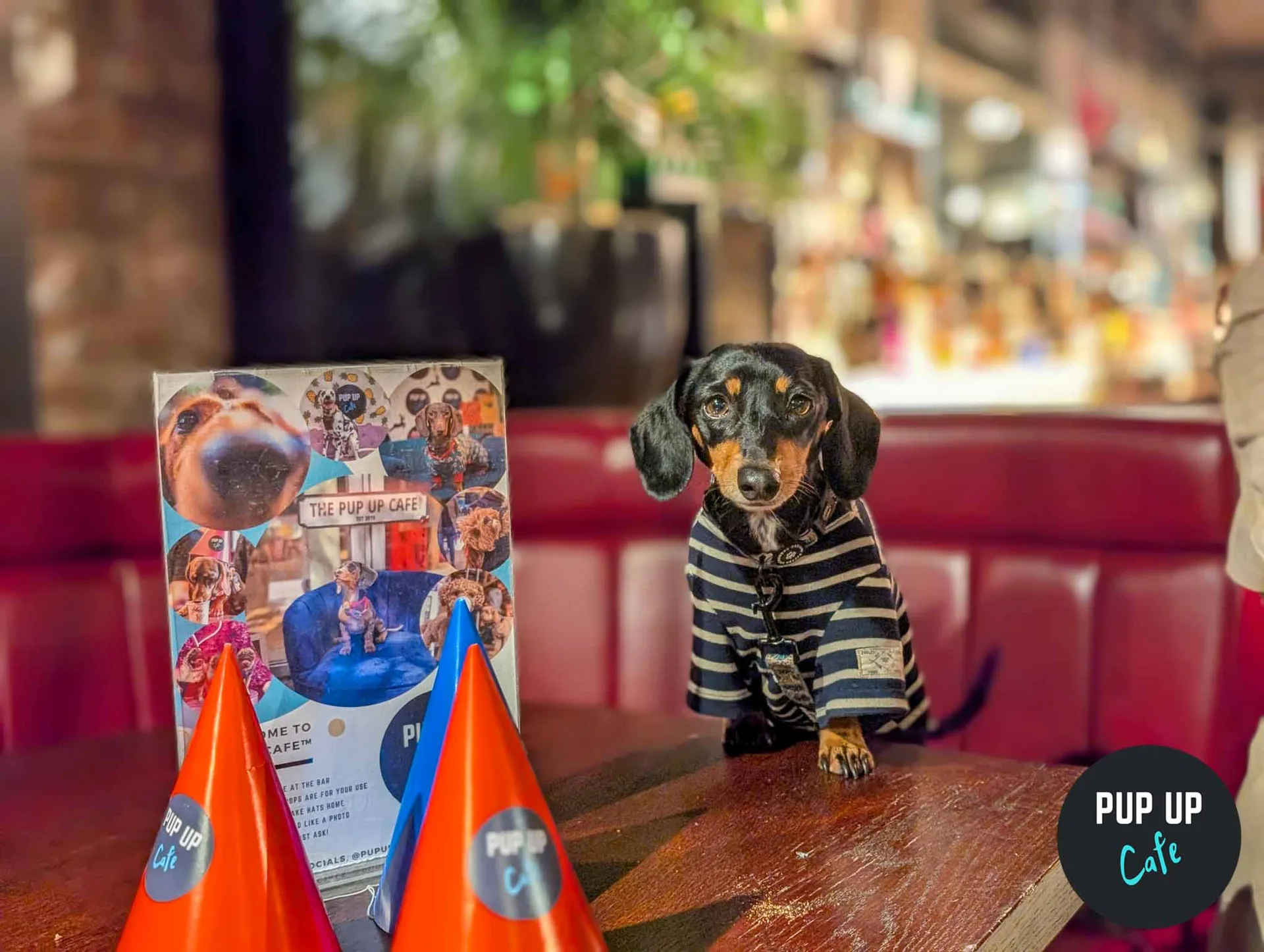 York - Dachshund Pup Up Cafe ☀️ at Revolution Revolution York