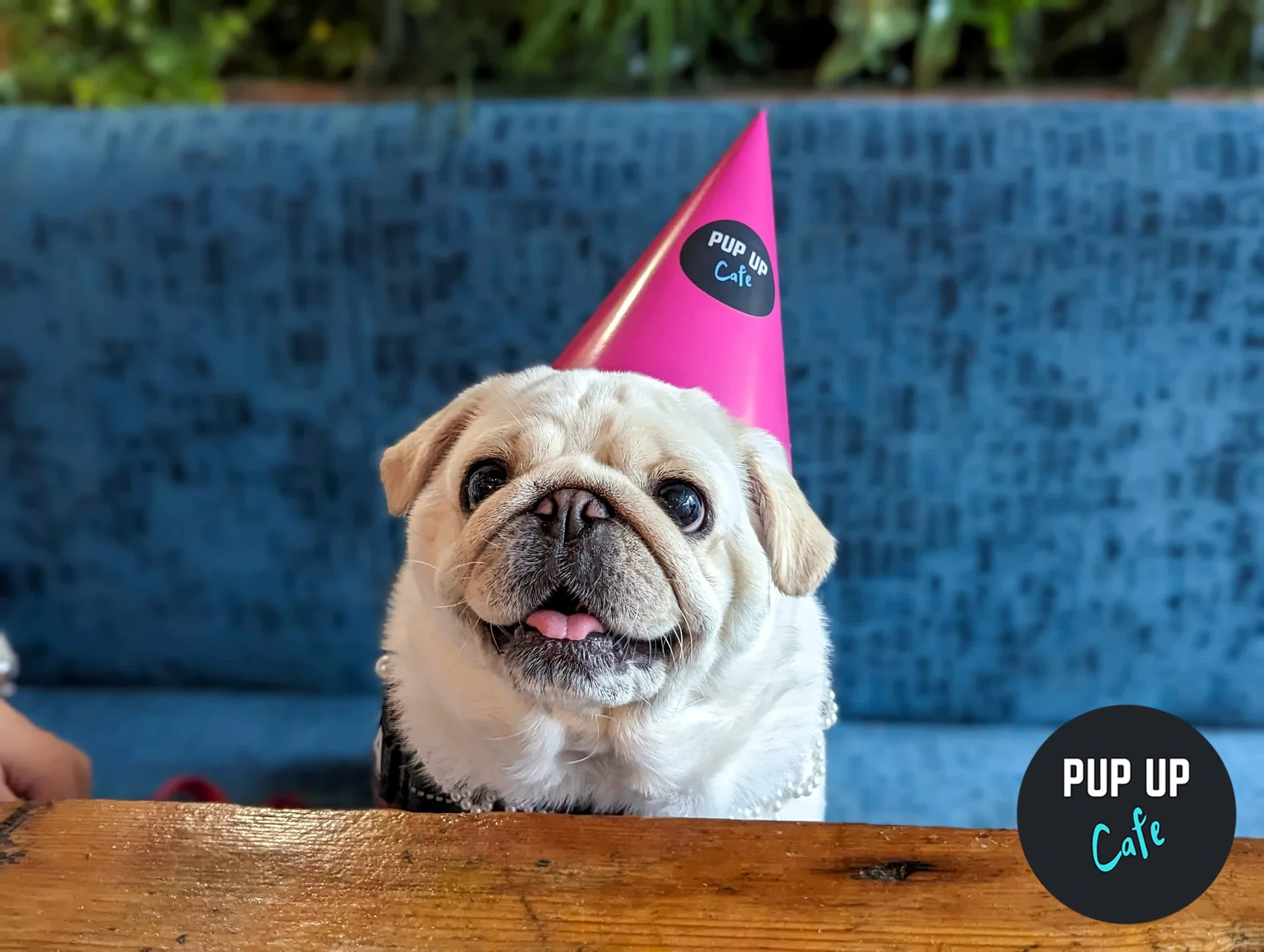York - Pug Pup Up Cafe ☀️ at Revolution York