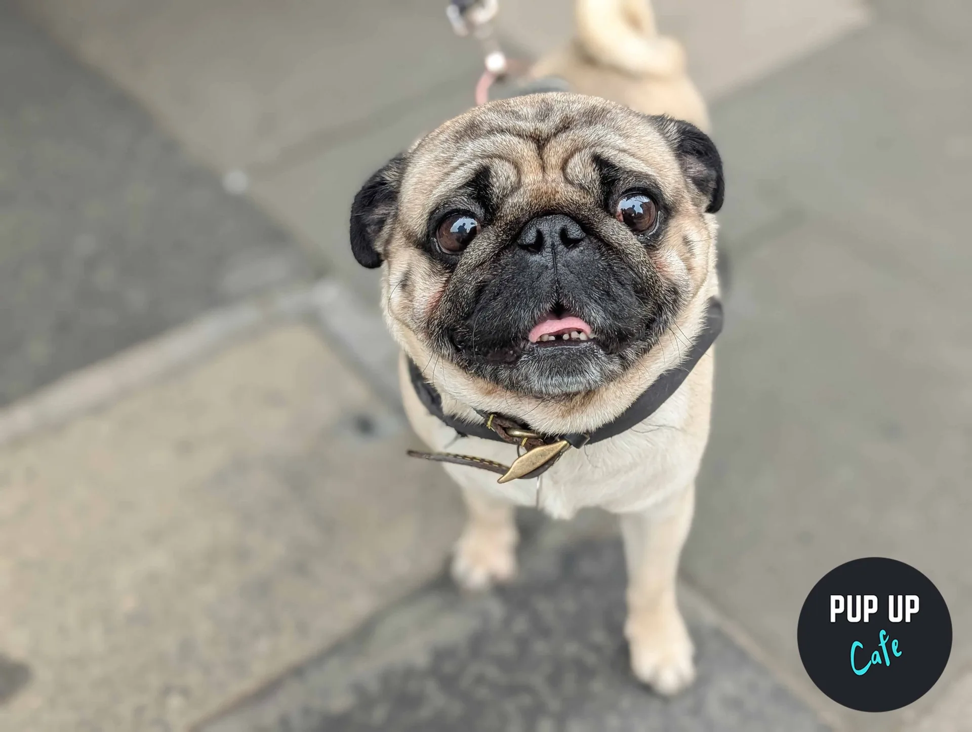 London - Pug Pup Up Cafe 🌸 at BOXPARK Croydon