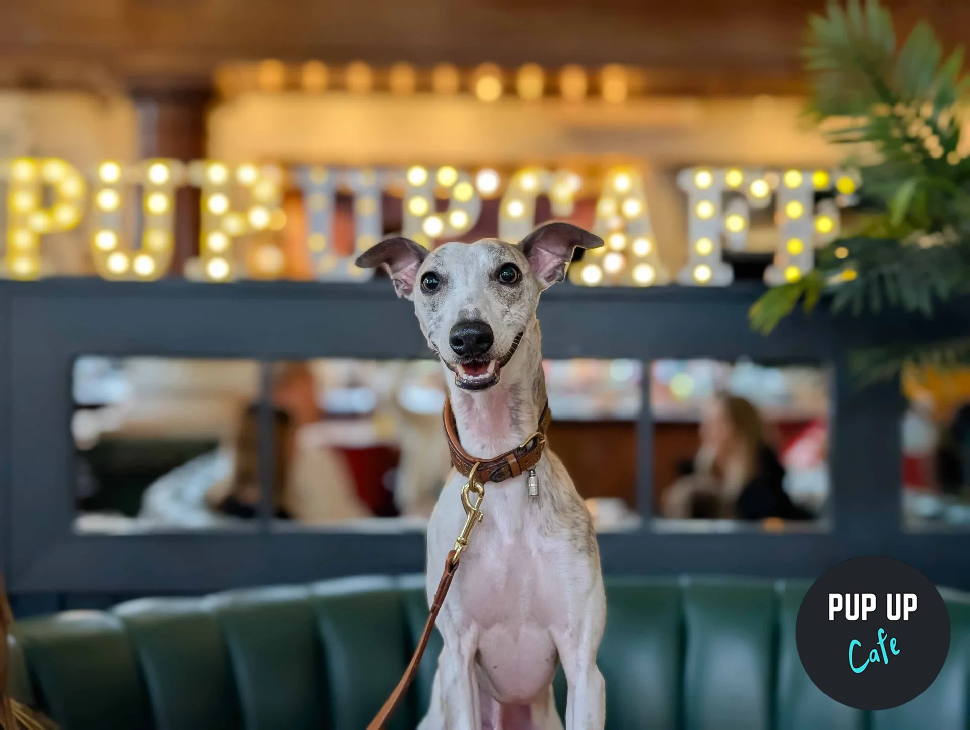 London - All Paws Pup Up Cafe ☀️ at BOXPARK Croydon