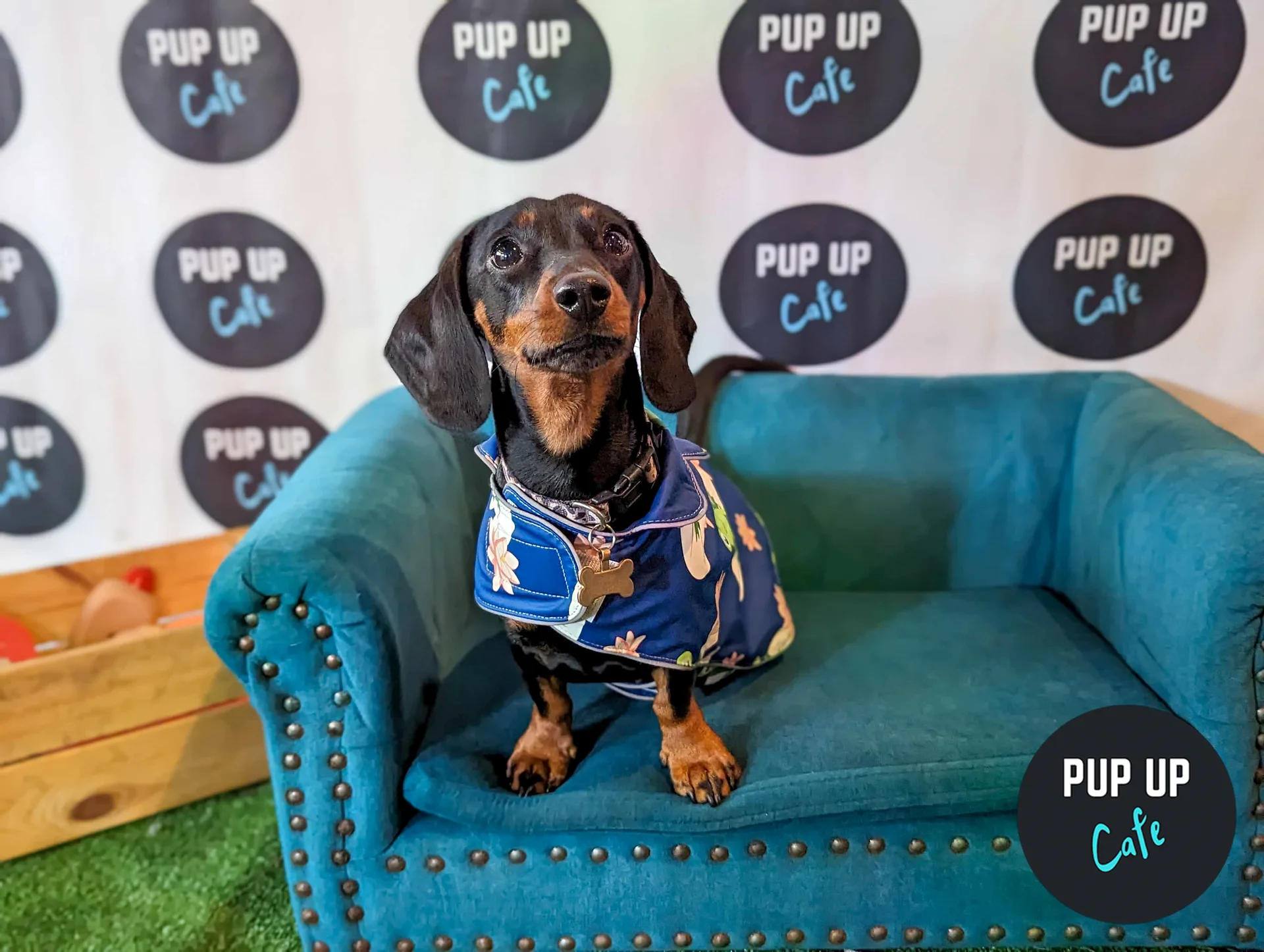 Cardiff - Dachshund Pup Up Cafe at Brewhouse & Kitchen - Cardiff
