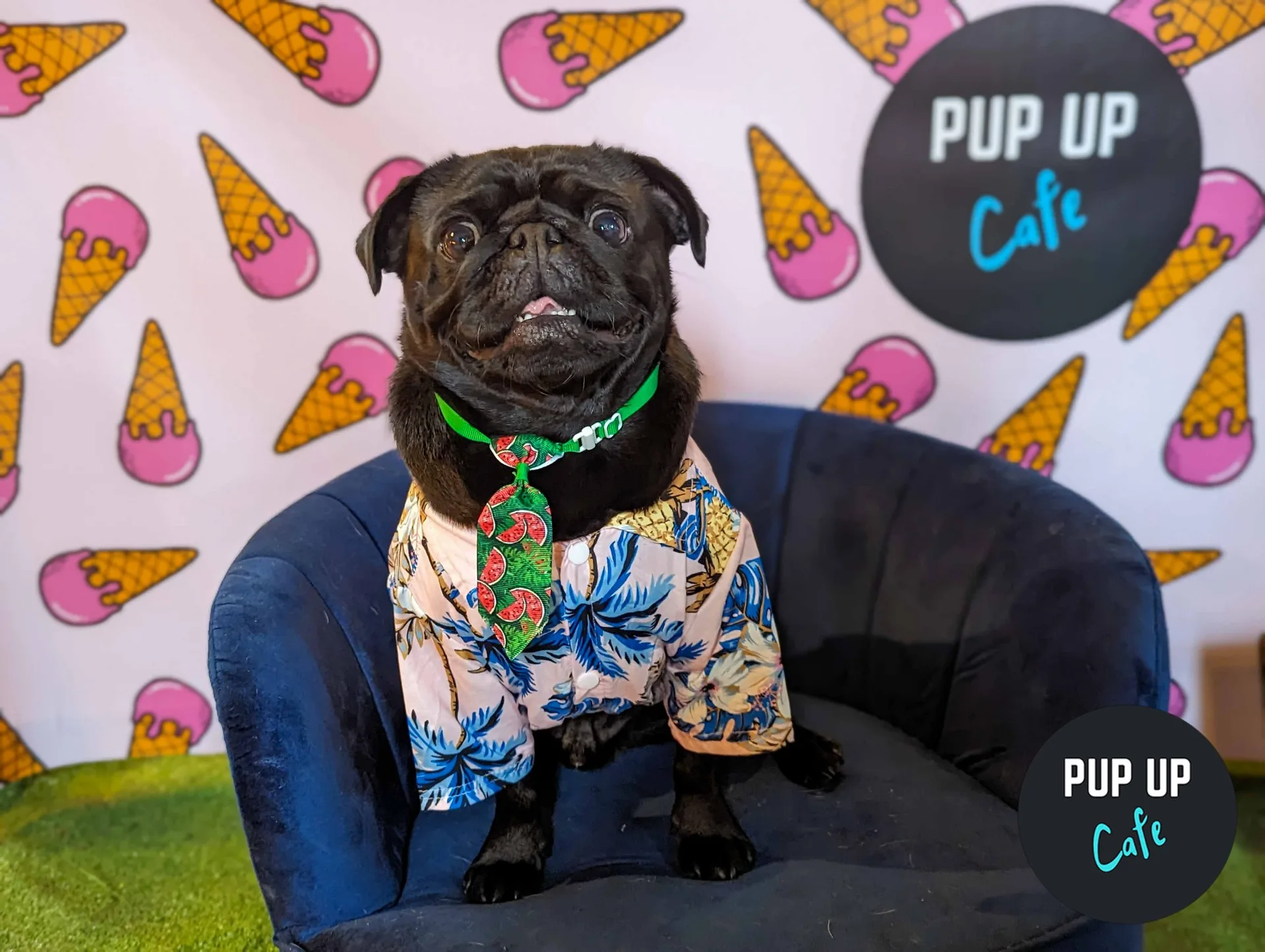 Liverpool - Pug Pup Up Cafe ☀️
