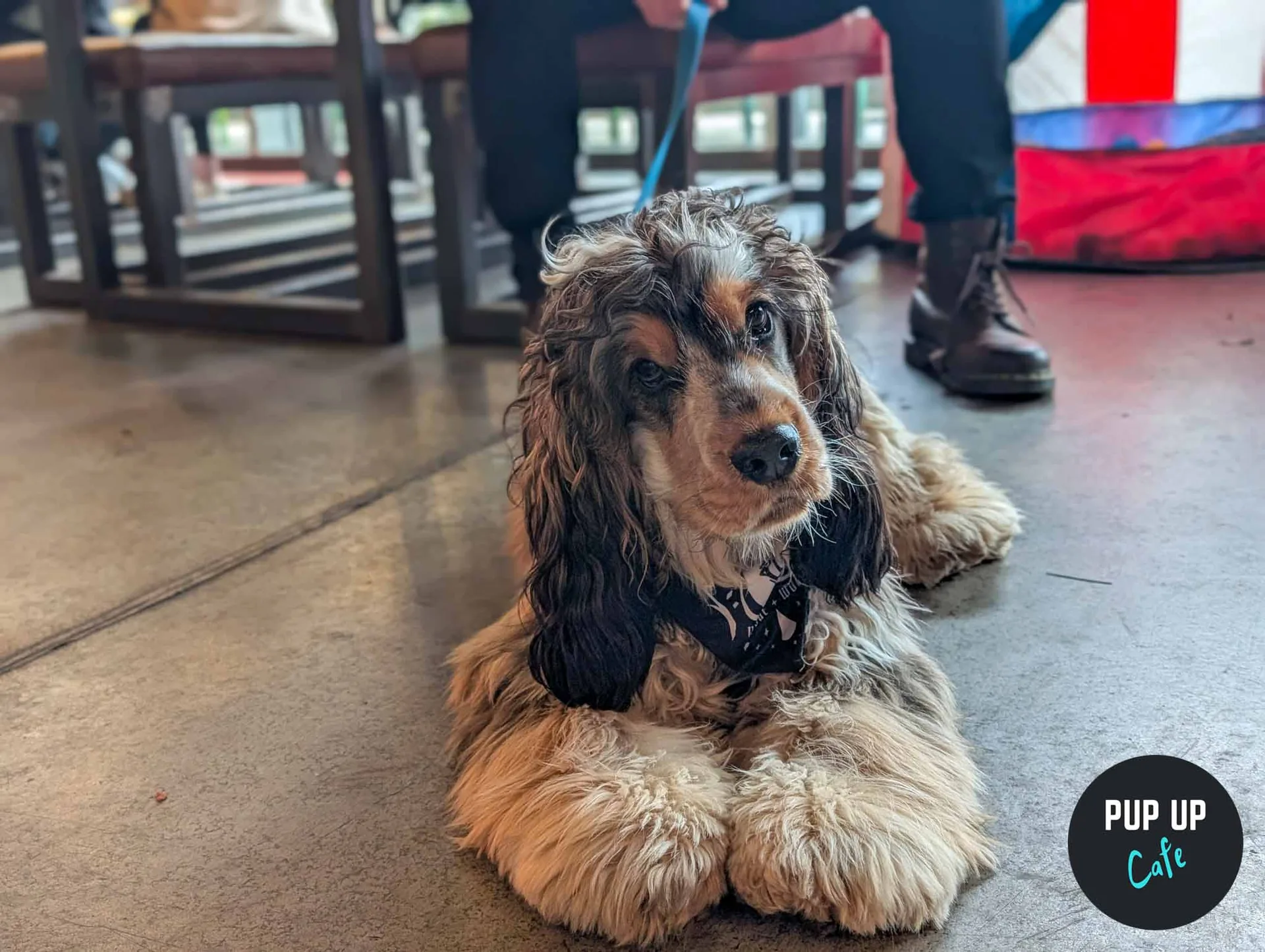 Liverpool - All Paws Pup Up Cafe βοΈ at PINS Social Club Liverpool
