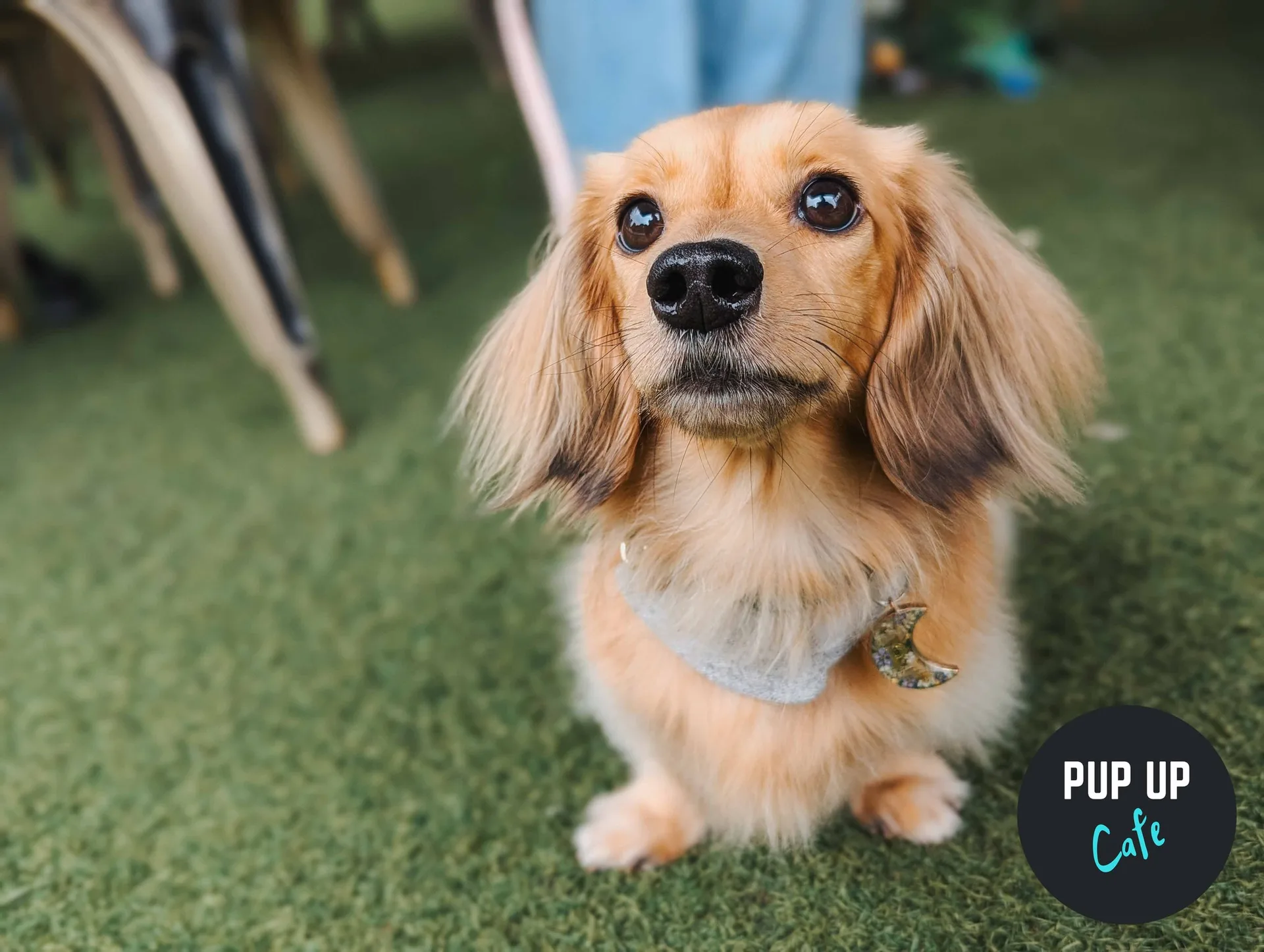 Liverpool - Dachshund Pup Up Cafe βοΈ at PINS Social Club Liverpool