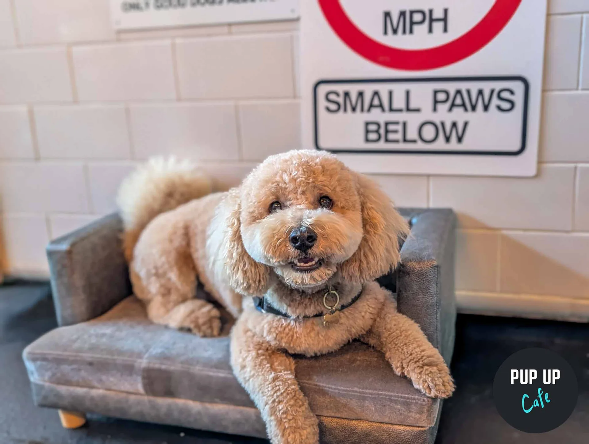 Birmingham - Doodle/Poodle Pup Up Cafe ☀️ at Alfresco at Alfred Works