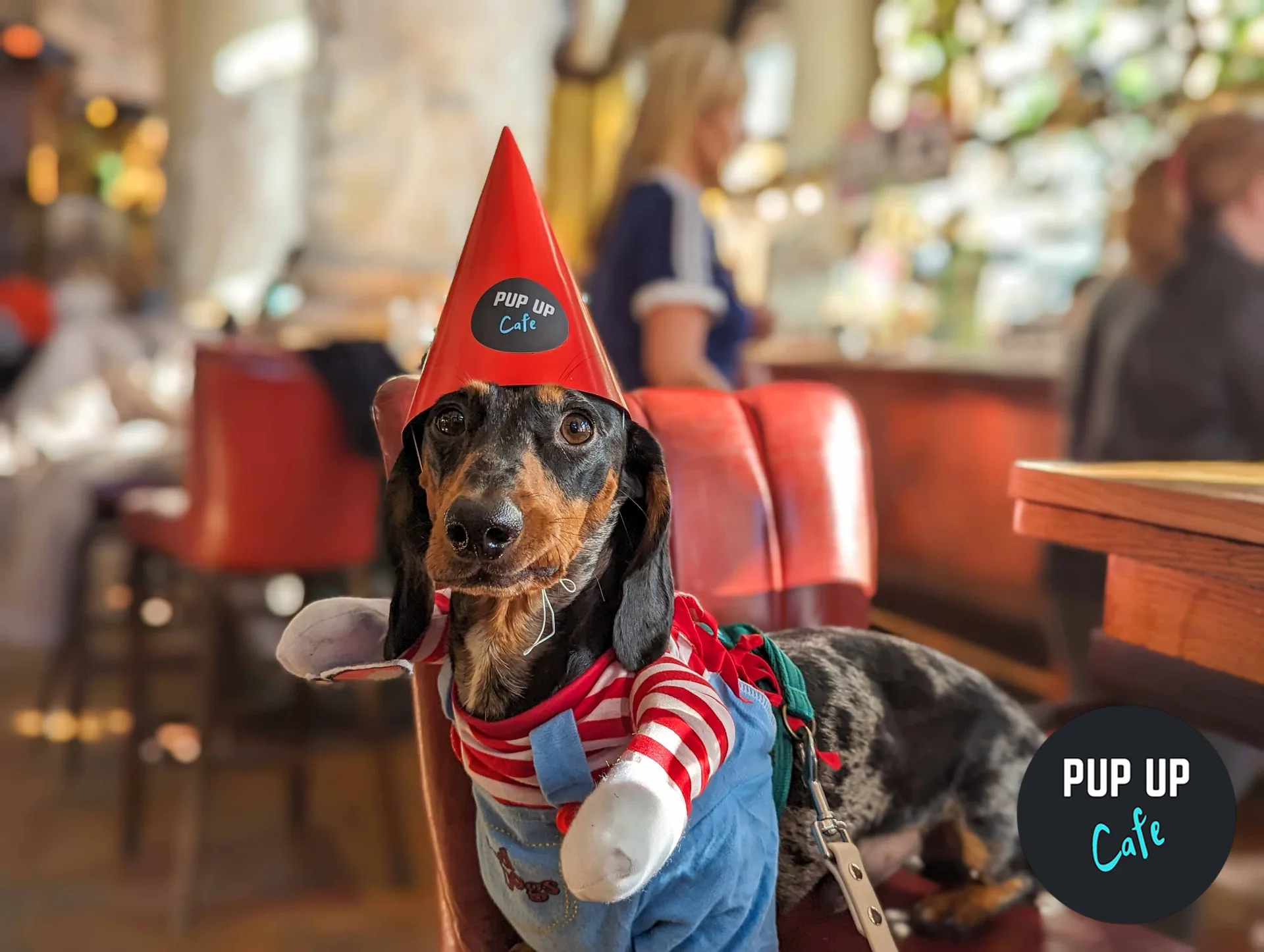 Hallo-ween Dachshund Pup Up Cafe - Northampton 🎃
