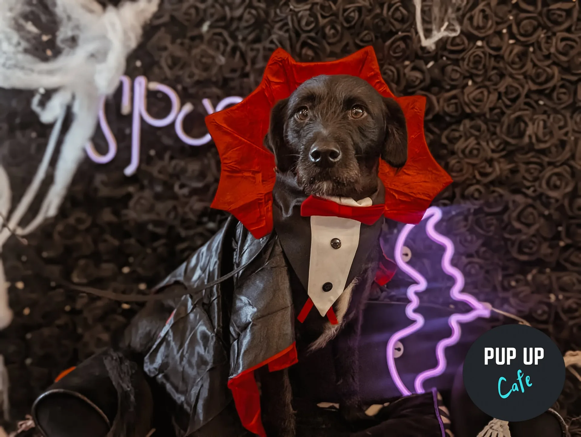 Halloween Big Dog Social - Pup Up Cafe - Northampton 🎃 at Teddy's Dog Care