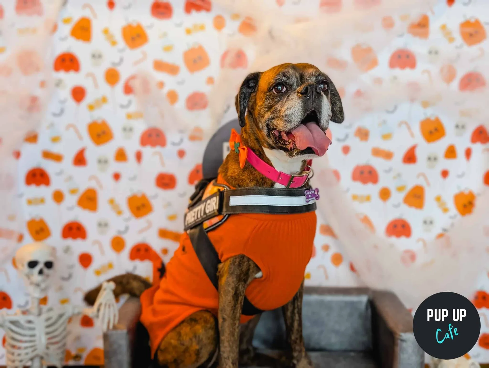 Halloween King Sized Canines Pup Up Cafe - Birmingham 🎃 at Alfresco at Alfred Works