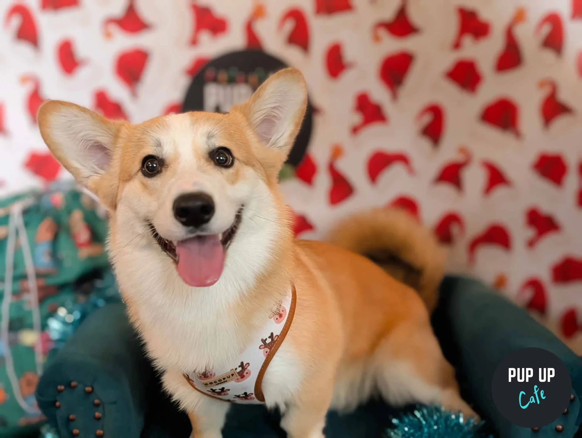 Glasgow - Corgi Christmas Tour 🎄 at Revolution Glasgow - Mitchell Street