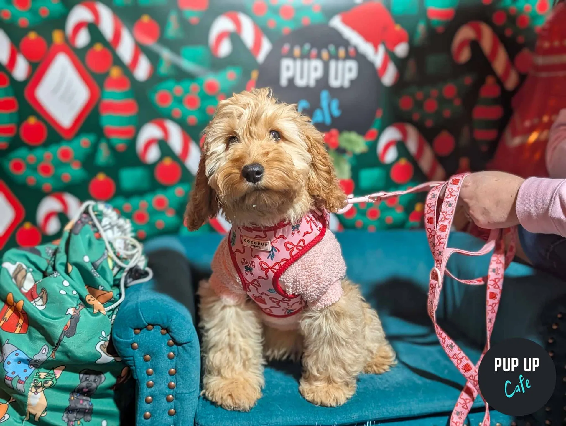 Glasgow - Dashing Doodle Christmas Tour 🎄 at Revolution Glasgow - Mitchell Street