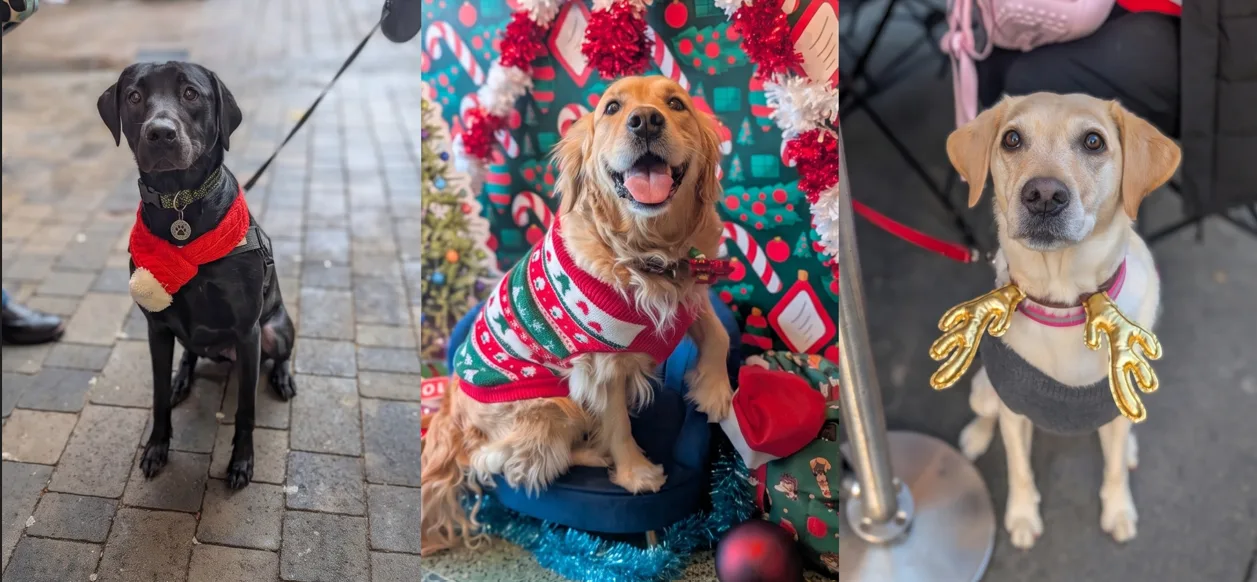 Glasgow - Retrievers & Labs Christmas Tour 🎄