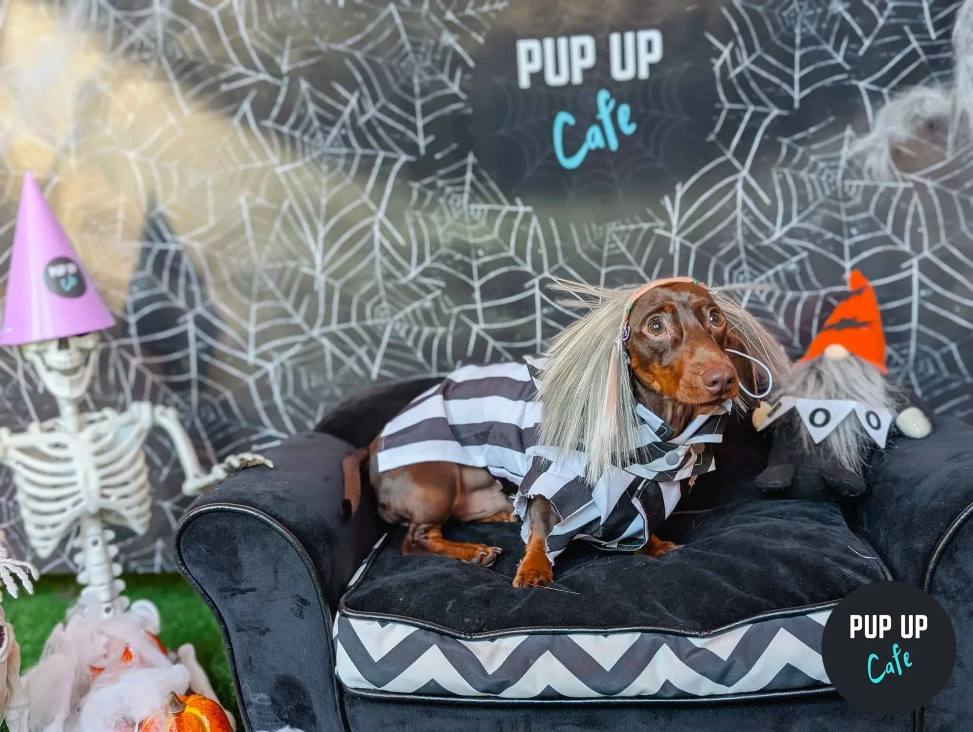 Hallo-ween Dachshund Pup Up Cafe - Bournemouth🎃 at Brewhouse & Kitchen - Southbourne