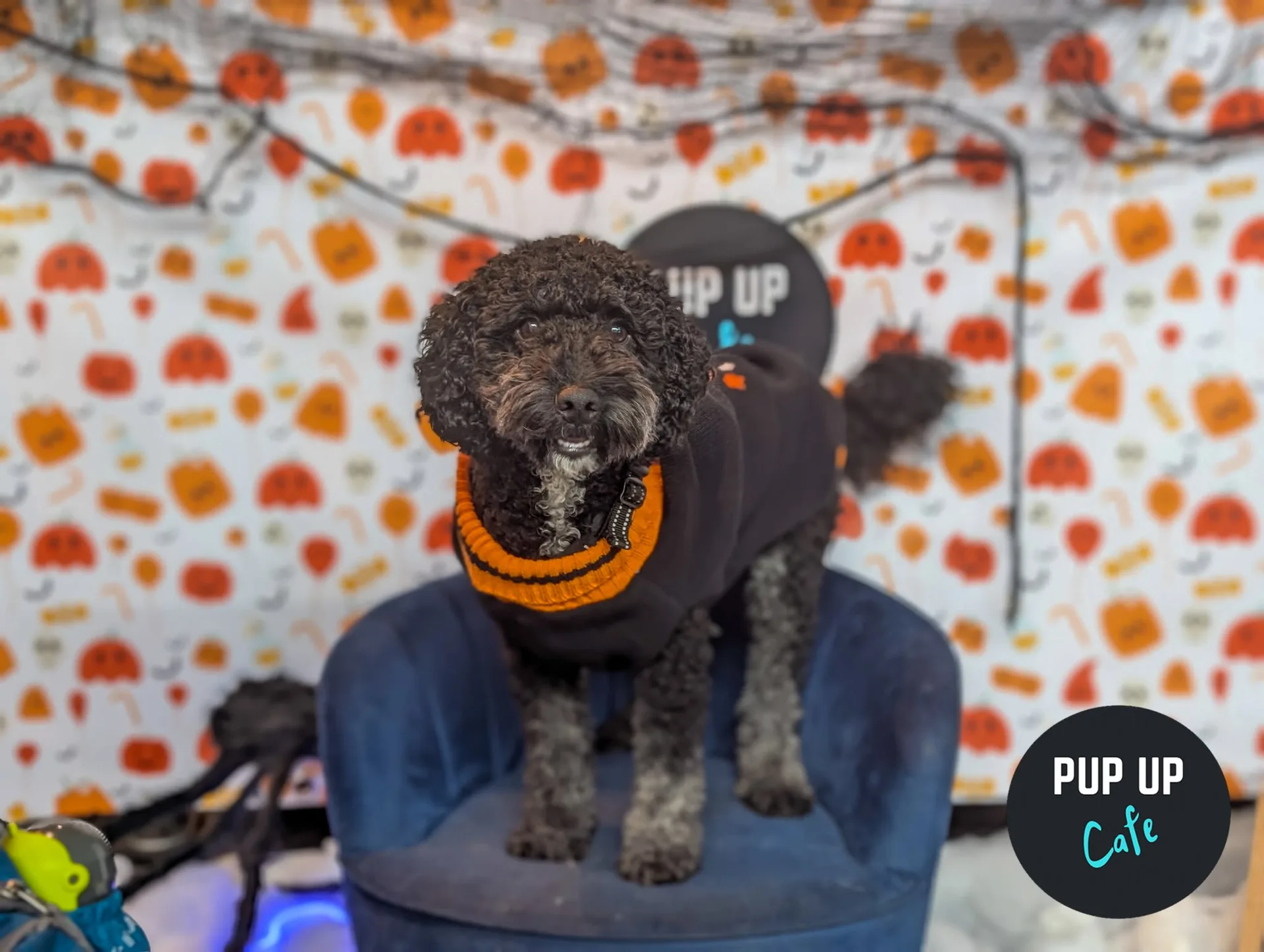 Halloween Doodle/Poodle Pup Up Cafe - Bournemouth🎃 at Brewhouse & Kitchen - Southbourne