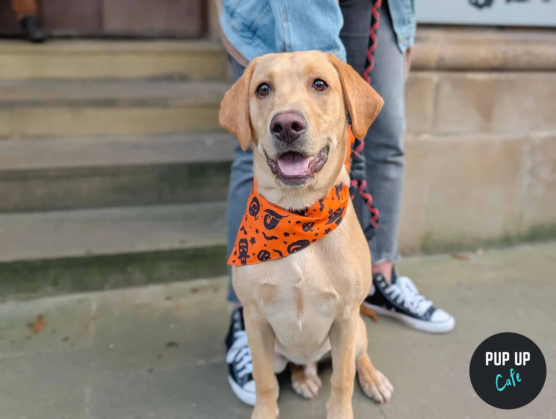 Halloween Retrievers & Labs Pup Up Cafe - Bournemouth🎃 at Brewhouse & Kitchen - Southbourne