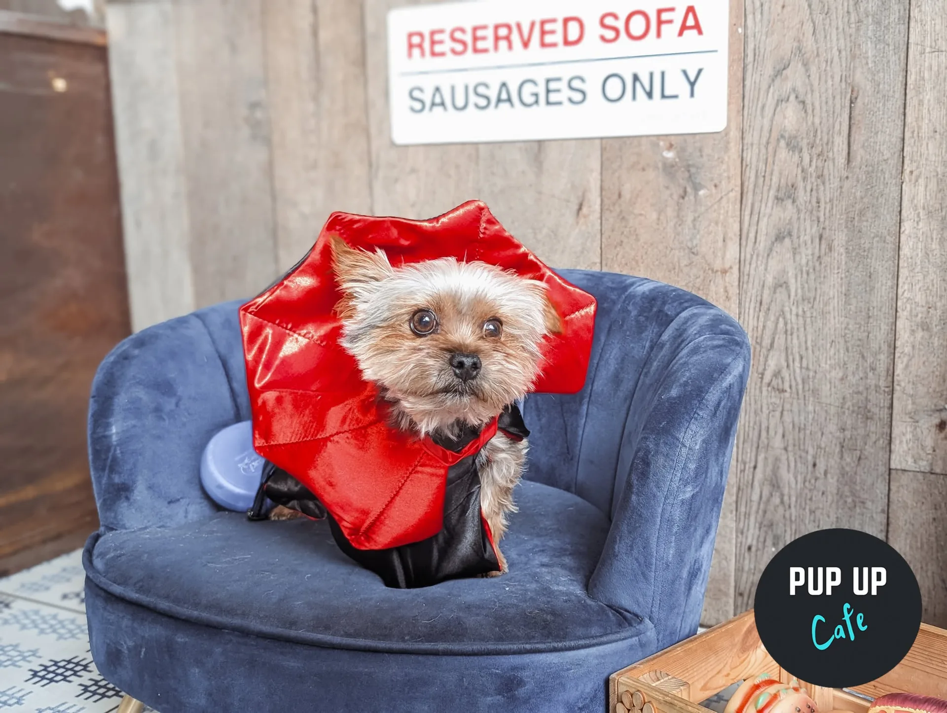 Halloween Pint Sized Pooches Pup Up Cafe - Birmingham 🎃 at Alfresco at Alfred Works