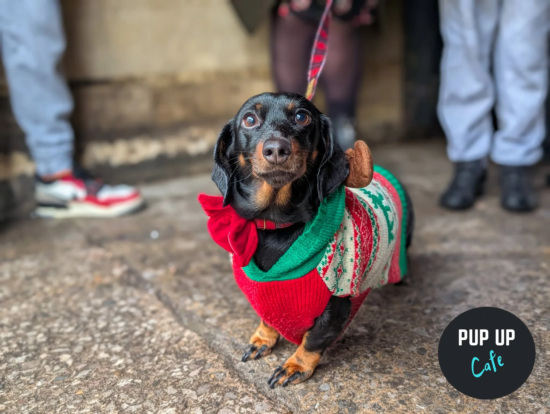 Liverpool - Dashing Dachshund Christmas Tour 🎄 at PINS Social Club Liverpool