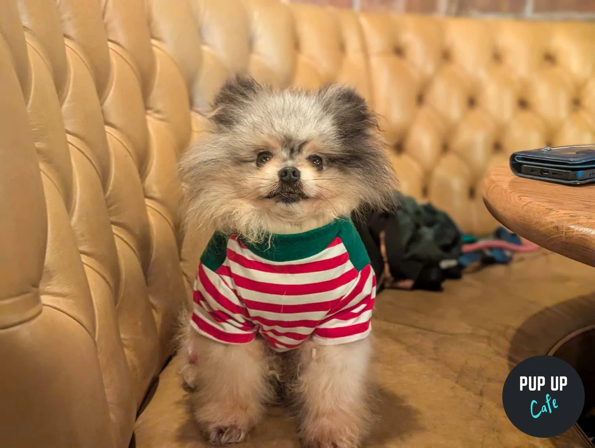 Liverpool – Pint Sized Pooches Christmas Tour 🎄 at PINS Social Club Liverpool