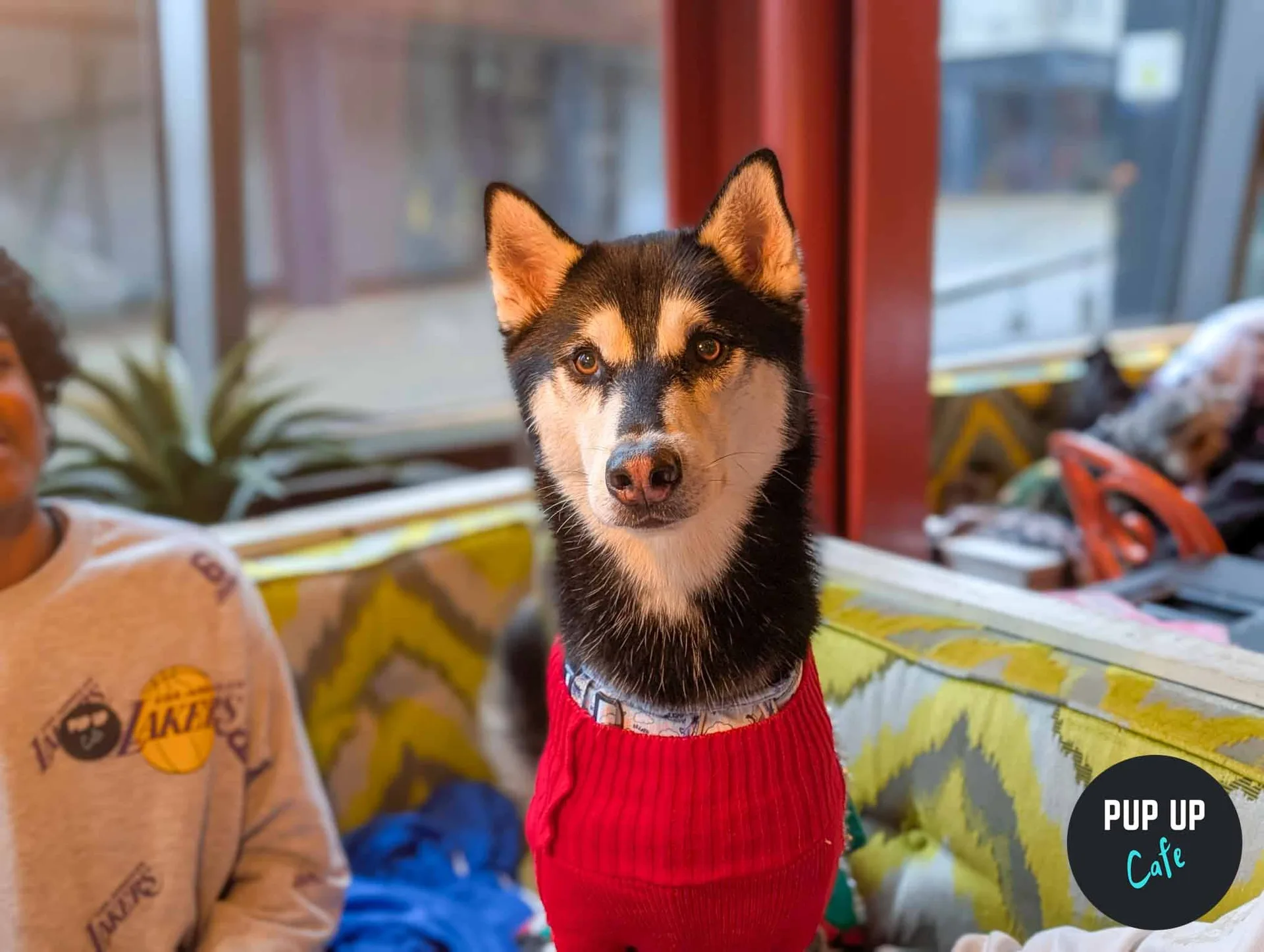 Liverpool - King Sized Canines Christmas Tour🎄 at PINS Social Club Liverpool