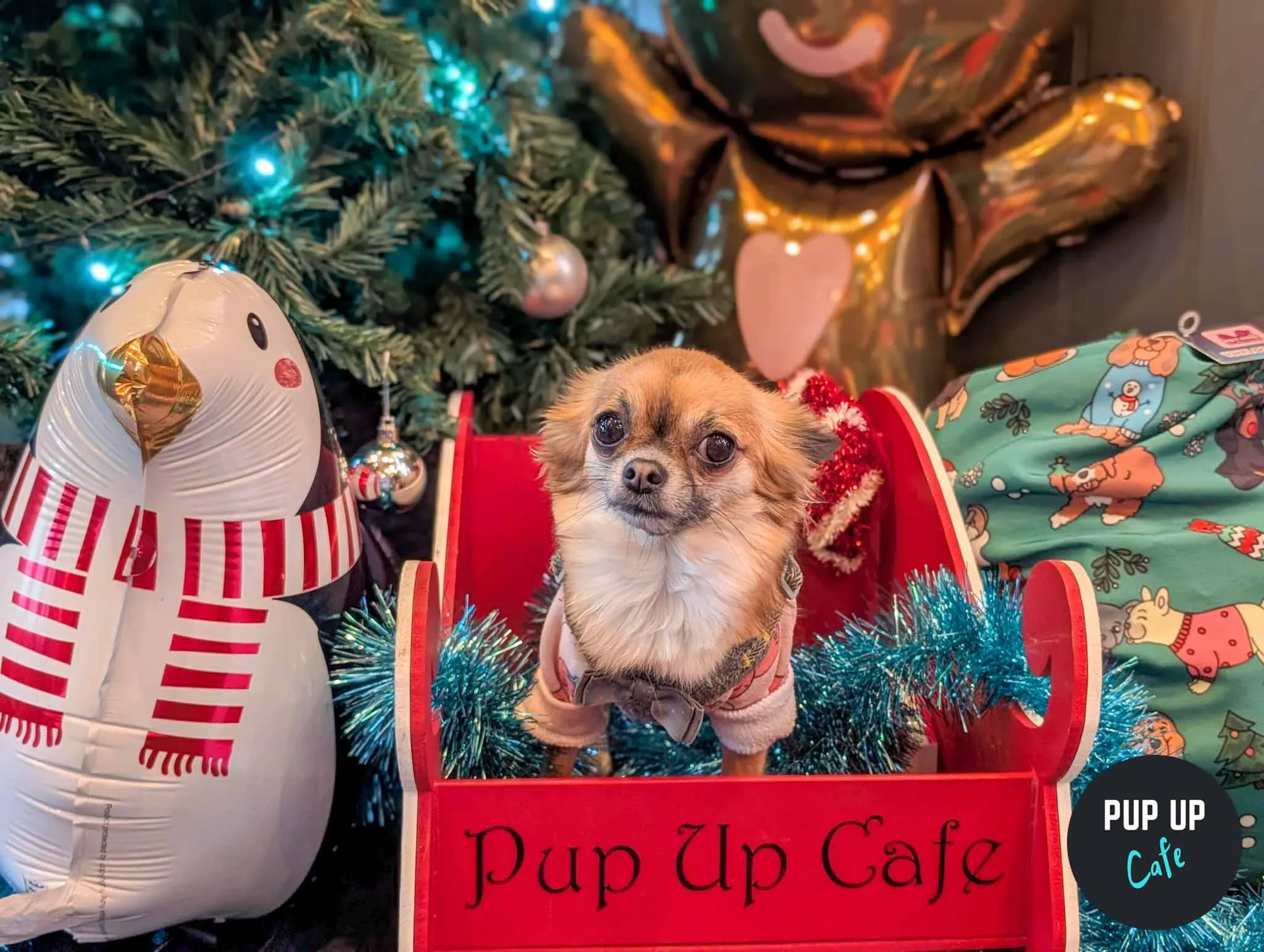 Birmingham – Pint Sized Pooches Christmas Tour 🎄 at Alfresco at Alfred Works