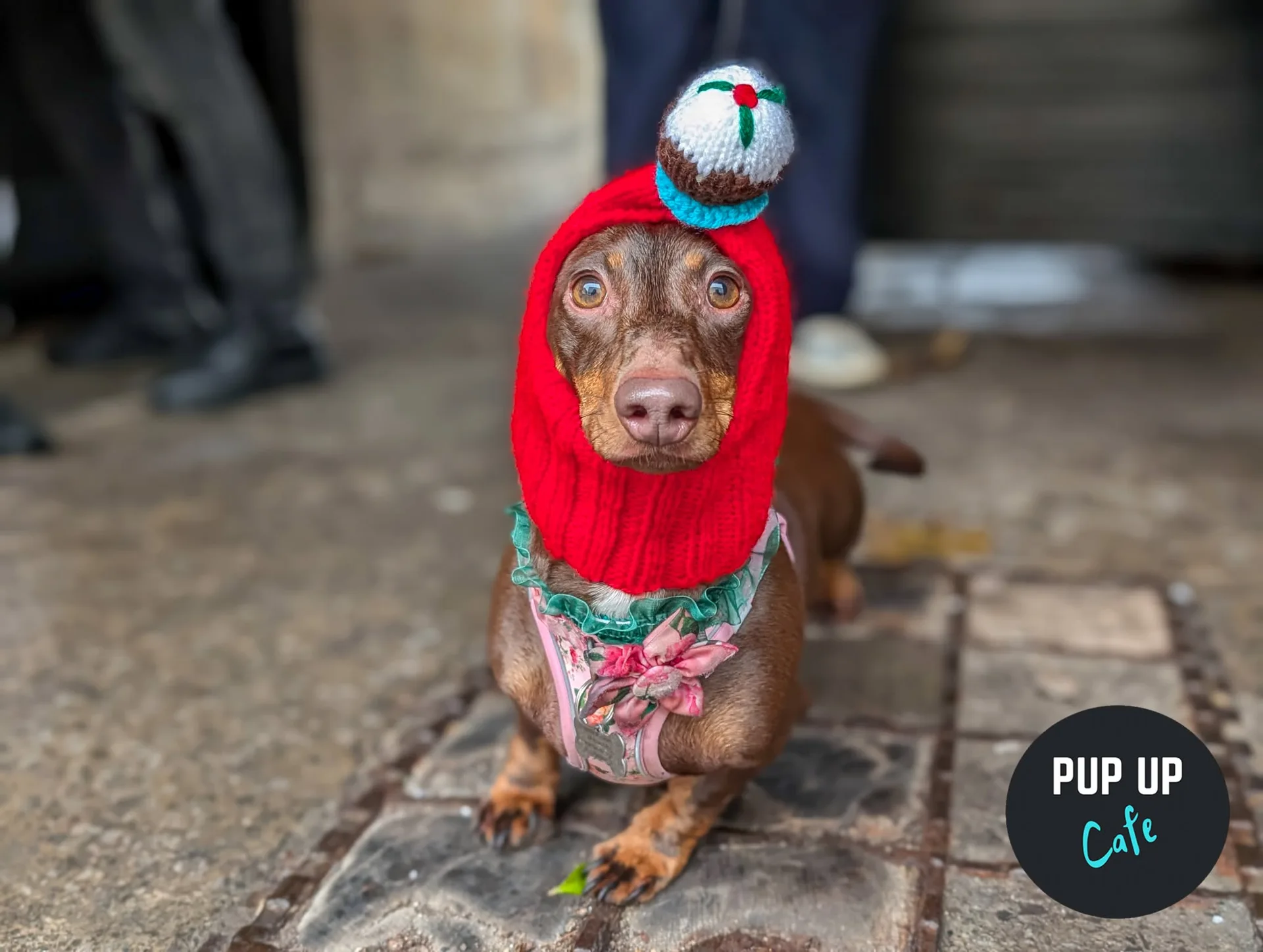 Bournemouth - Dashing Dachshund Christmas Tour 🎄 at Brewhouse & Kitchen - Southbourne