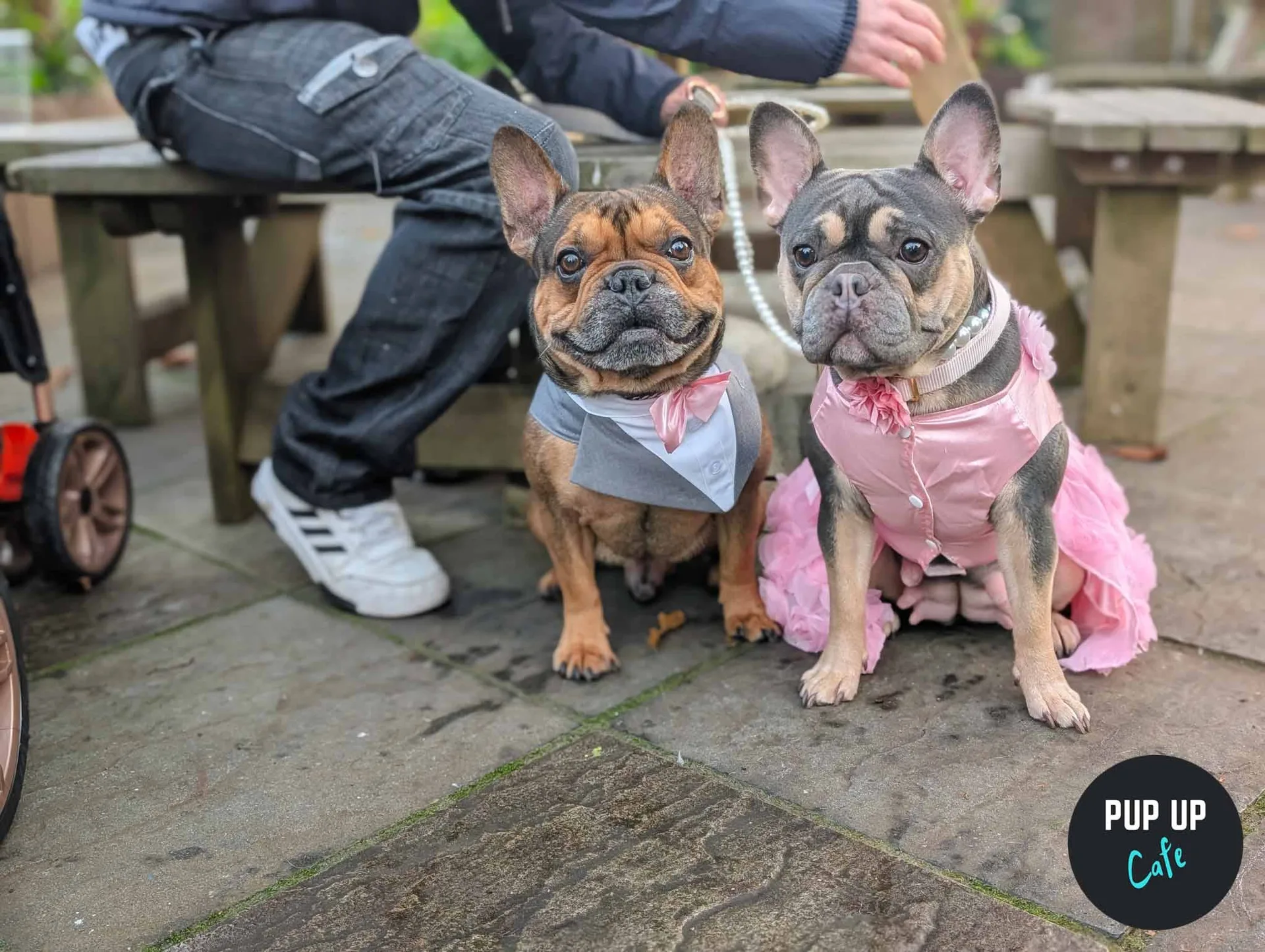Bournemouth – Pint Sized Pooches Christmas Tour 🎄 at Brewhouse & Kitchen - Southbourne