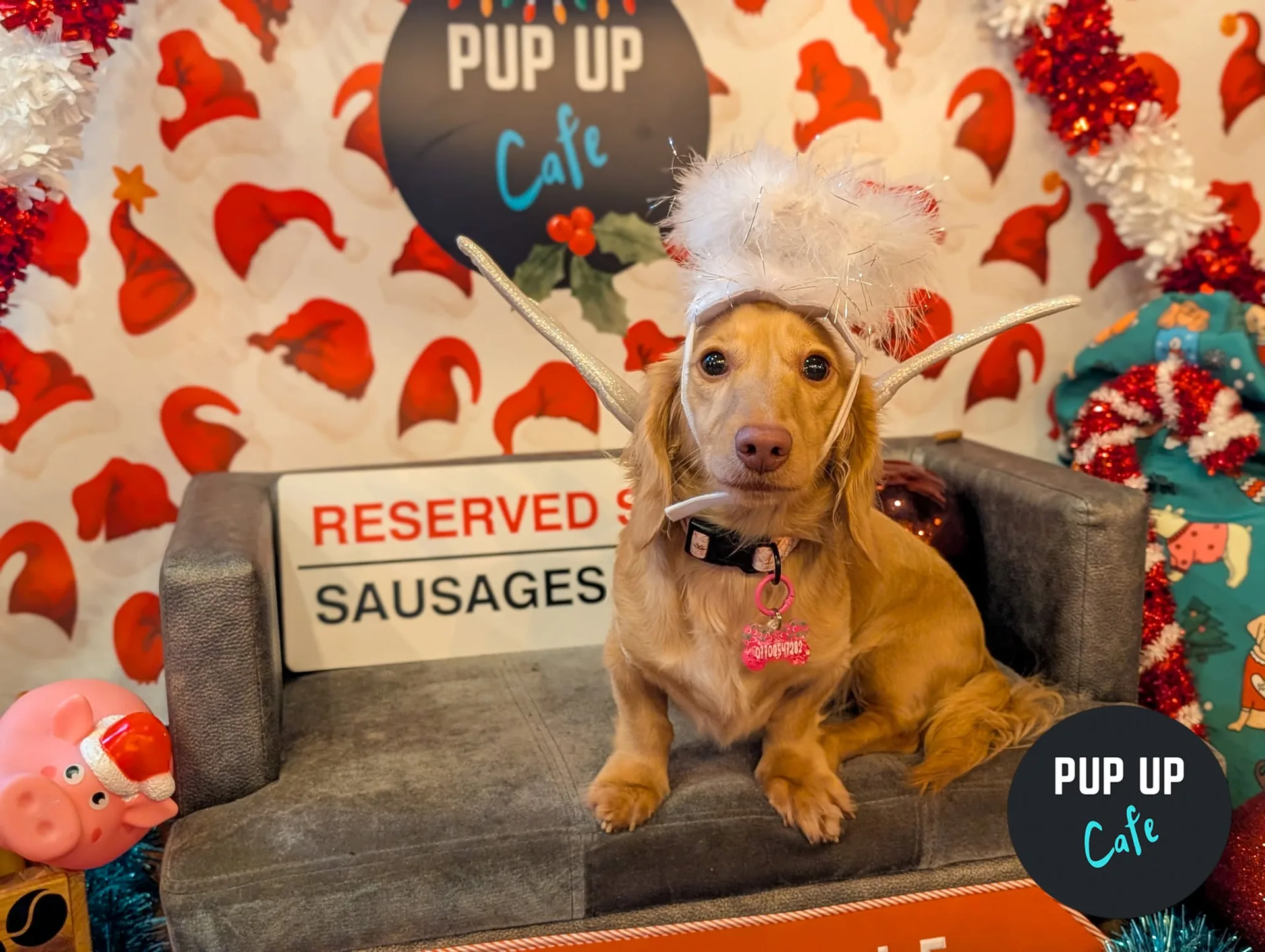 Birmingham - Dashing Dachshund Christmas Tour 🎄